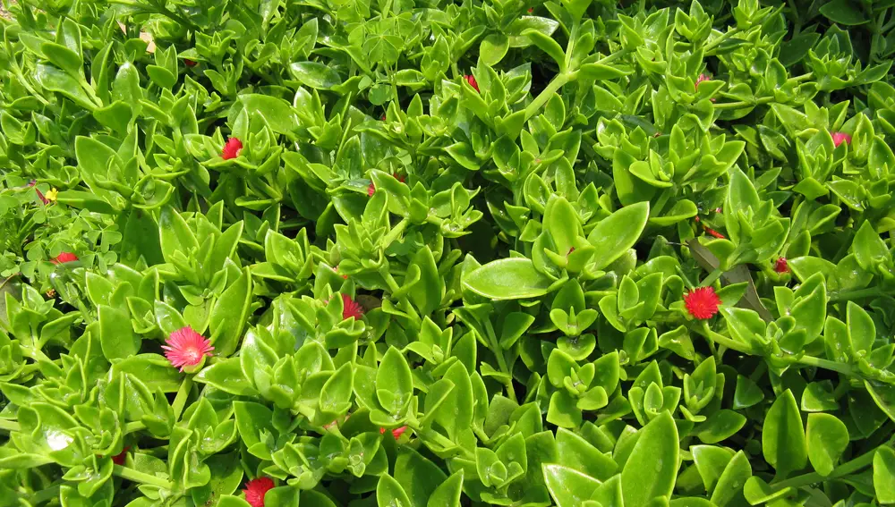 Aptenia cordifolia