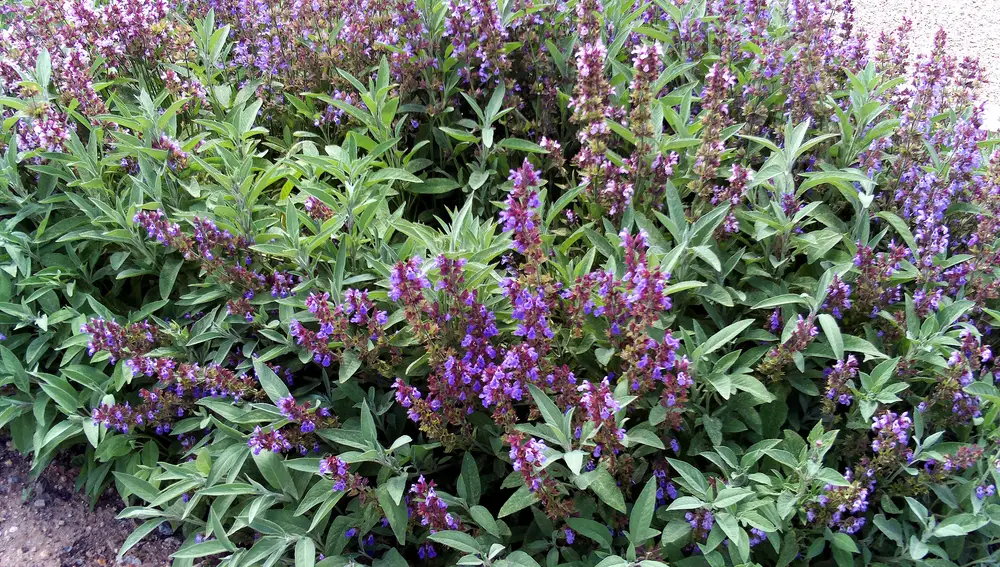 Salvia