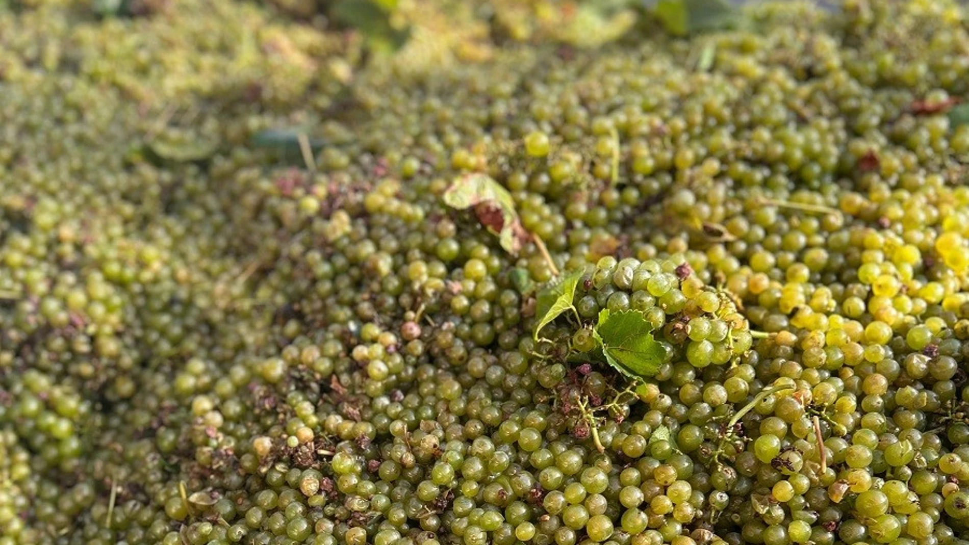 Los agricultores de viña de Requena-Utiel denuncian la "estrategia abusiva" de las principales bodegas al rebajar a la mitad el precio con respecto al año anterior