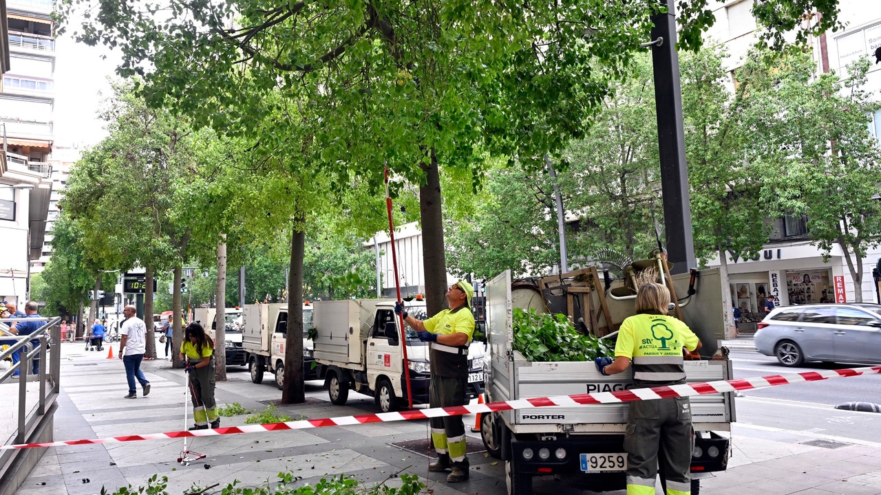 Murcia poda 3.000 árboles para garantizar la seguridad de peatones y vehículos
