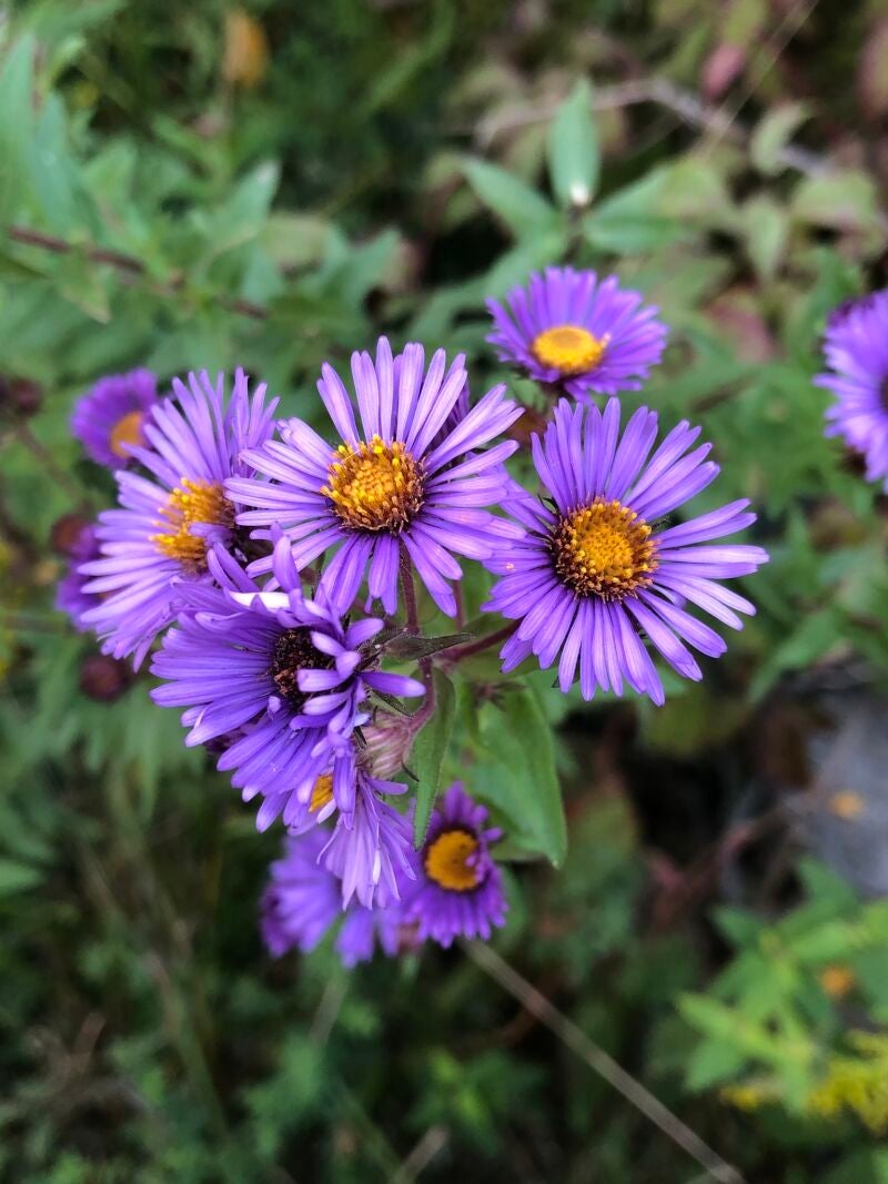 Aster de Nueva Inglaterra