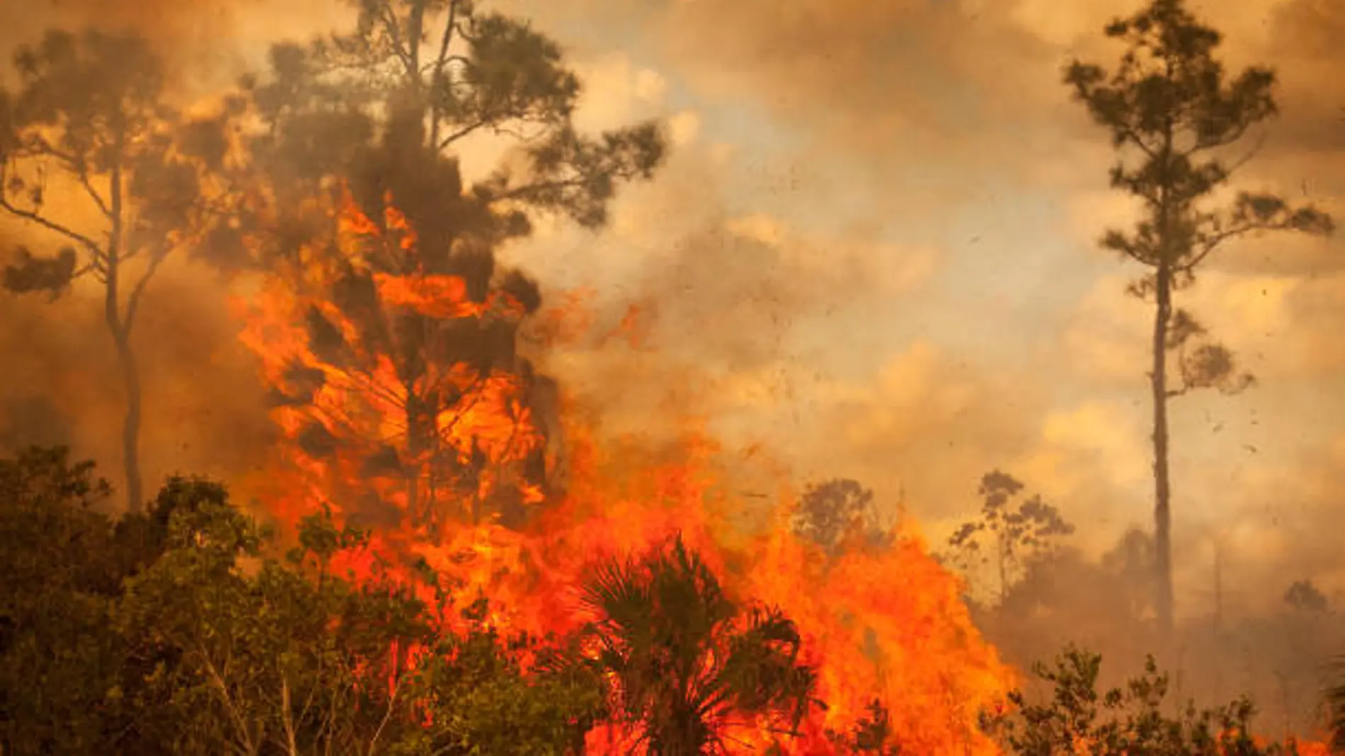 Cómo reaccionar ante un incendio forestal: consejos que te pueden salvar la vida