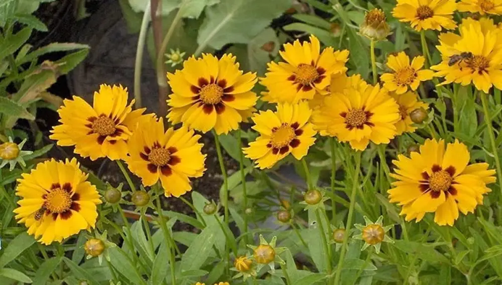 Coreopsis