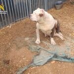 Sucesos.- Castellón.- El Seprona investiga por maltrato animal al cuidador de once perros en Benicarló