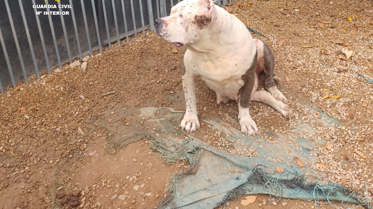 Investigan a un hombre en Benicarló por maltrato animal tras dar carcasas de pollo intoxicadas a once Bulldogs