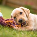Cachorro de perro jugando feliz en el jardín