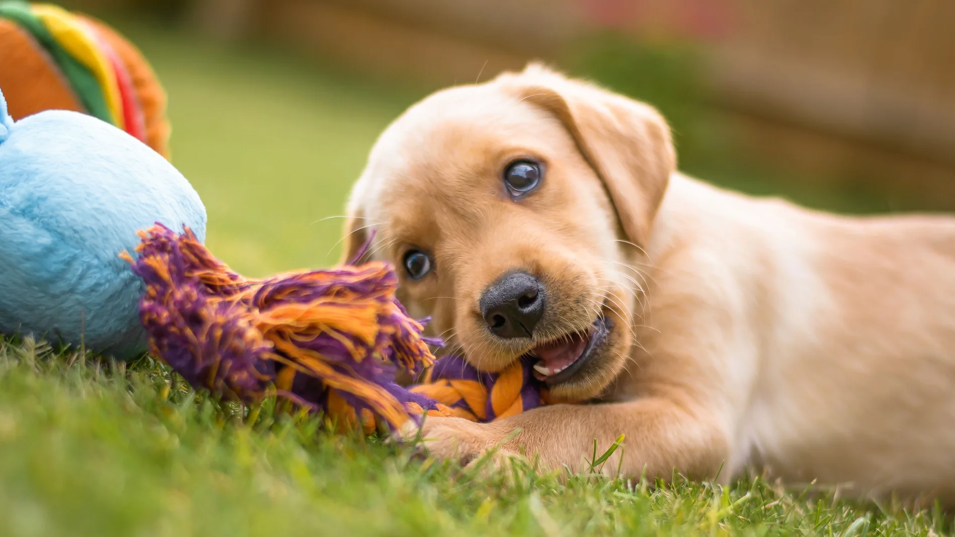 Cachorro de perro jugando feliz en el jardín