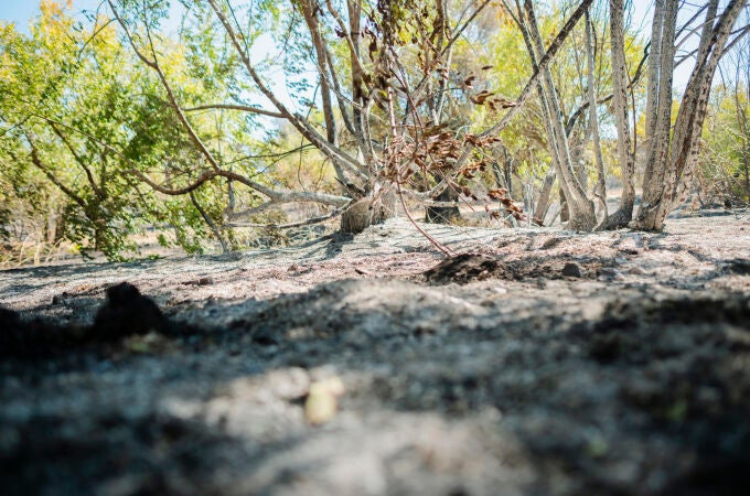 Cenizas incendio Méntrida