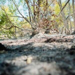 Cenizas incendio Méntrida