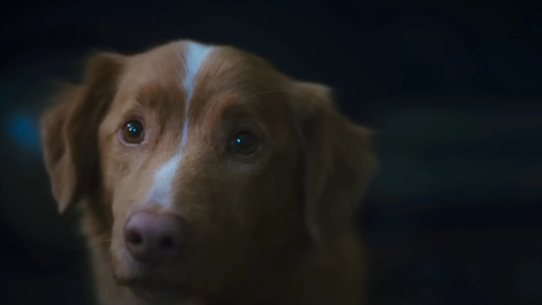 La película que sé que no voy a ver, 'Good Boy', con un perro pasando auténtico terror, estrena su primer tráiler