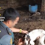 Uno de los perros rescatados por la Guardia Civil
