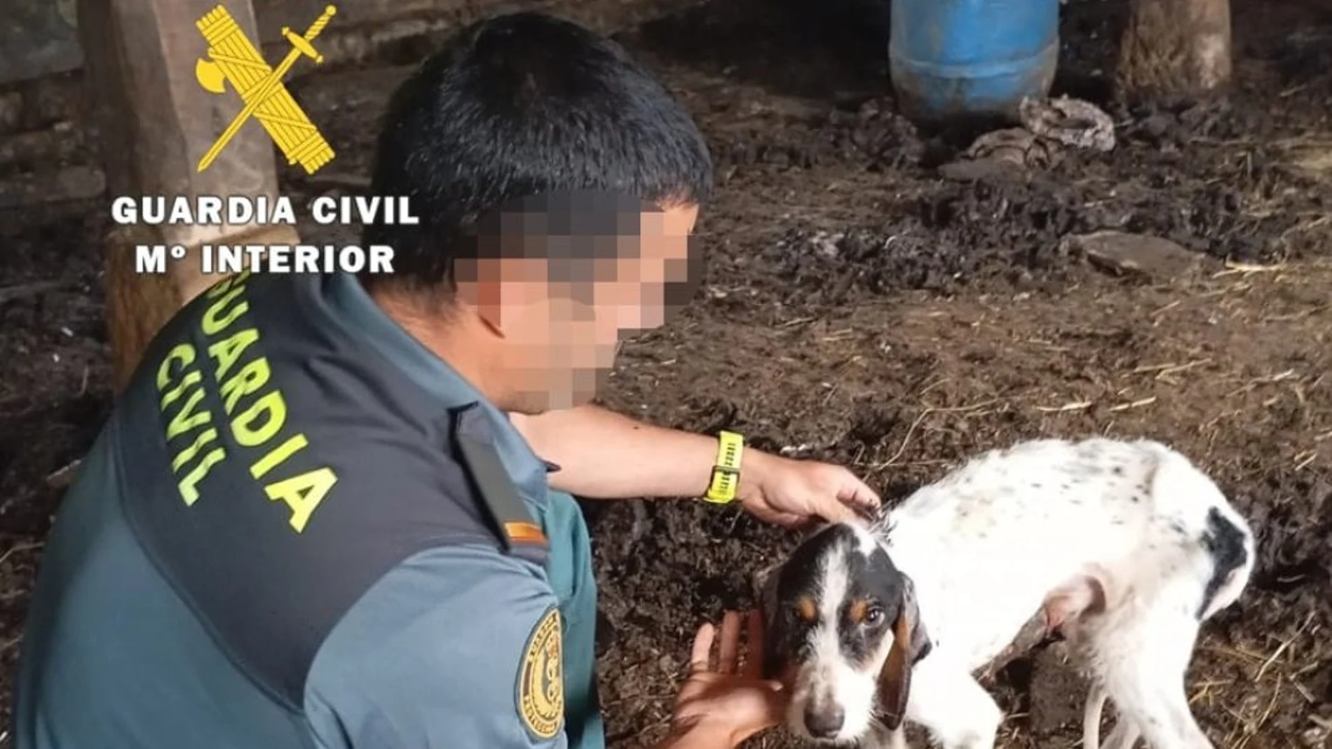 Uno de los perros rescatados por la Guardia Civil
