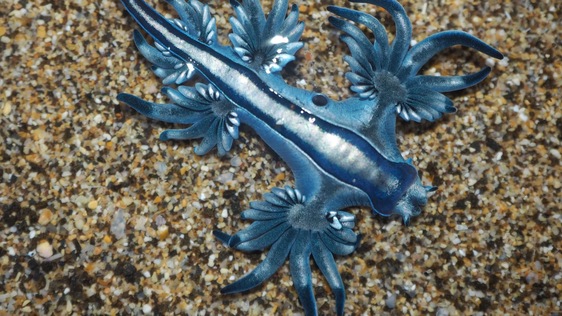 ¿Qué es el dragón azul'? La especie venenosa que ha obligado a cerras las playas de Guardamar del Segura (Alicante)