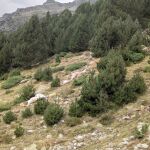 Las ovejas fulminadas por un rayo en Lleida