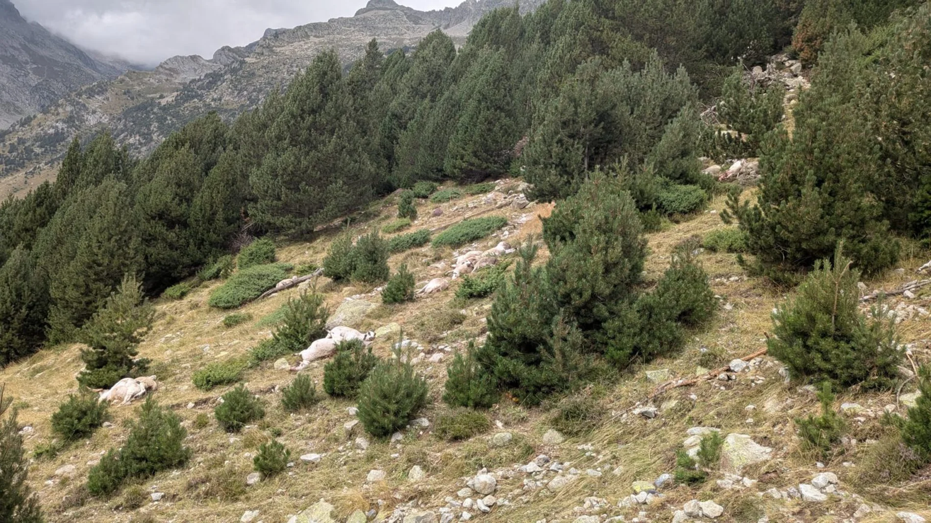 Las ovejas fulminadas por un rayo en Lleida