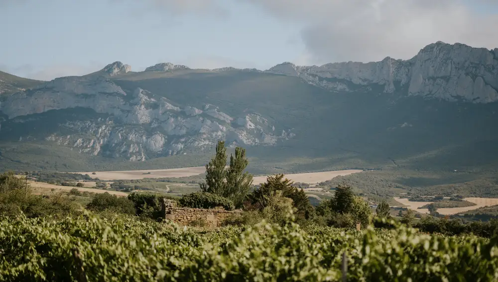 Viñedo Solar de Samaniego