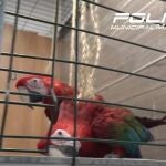 MADRID.-Sucesos.- Rescatados cuatro guacamayos con grave falta de cuidados en un local de alquiler turístico de Centro