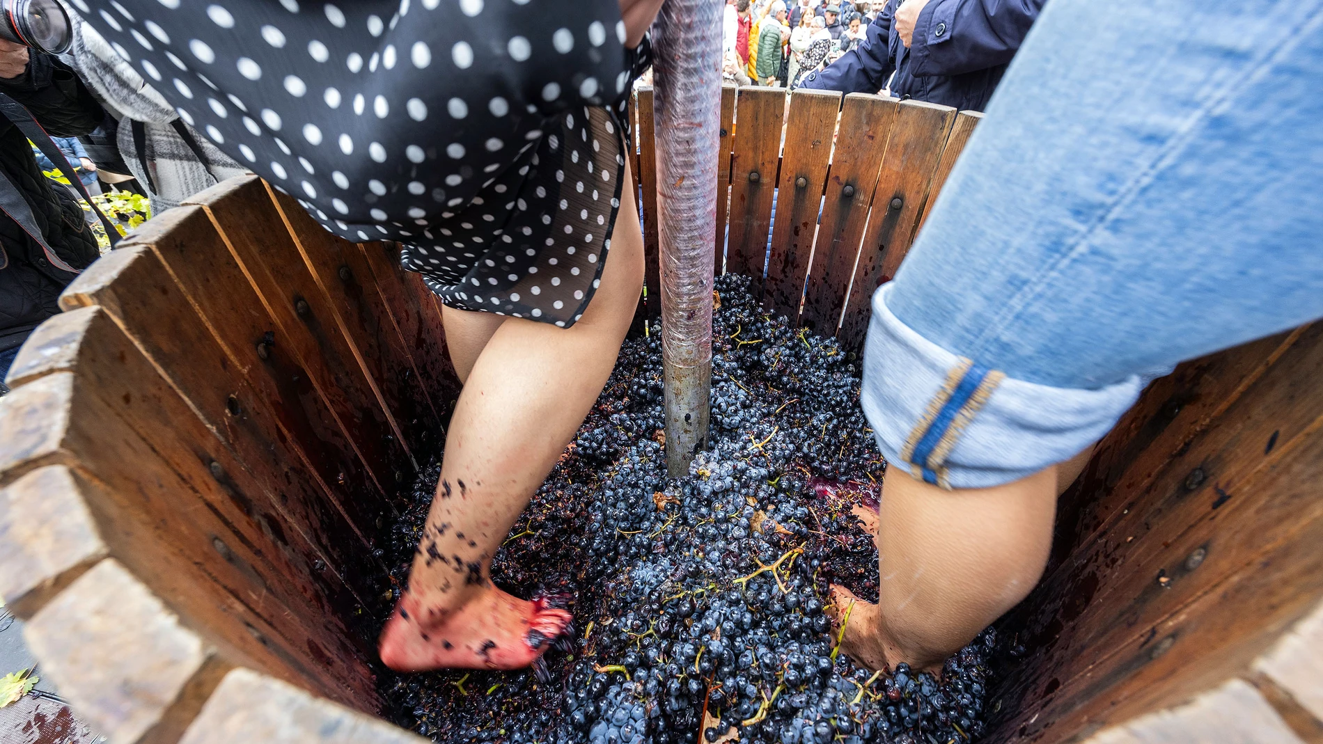 Ribera del Duero celebra la VIII Gran Fiesta de la Vendimia