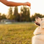 Este es el mayor error al educar a tu perro, según los expertos