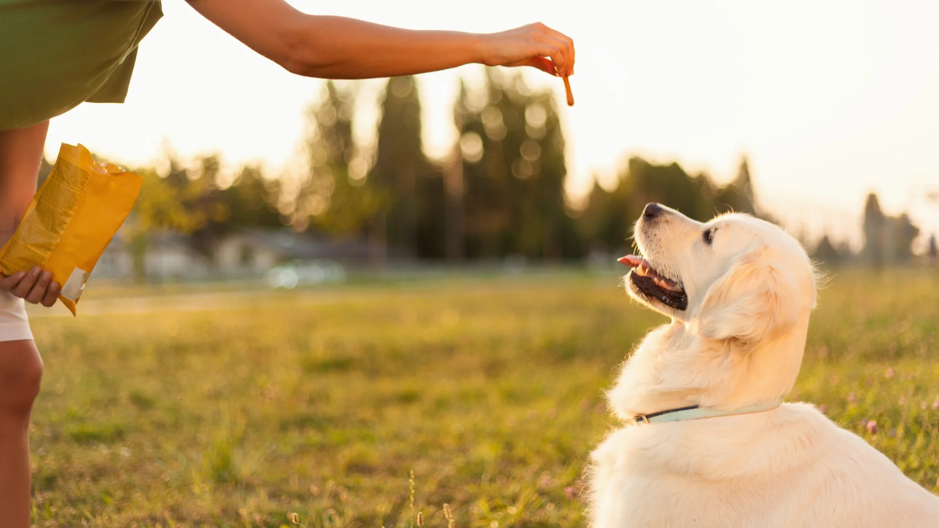 Este es el mayor error al educar a tu perro, según los expertos