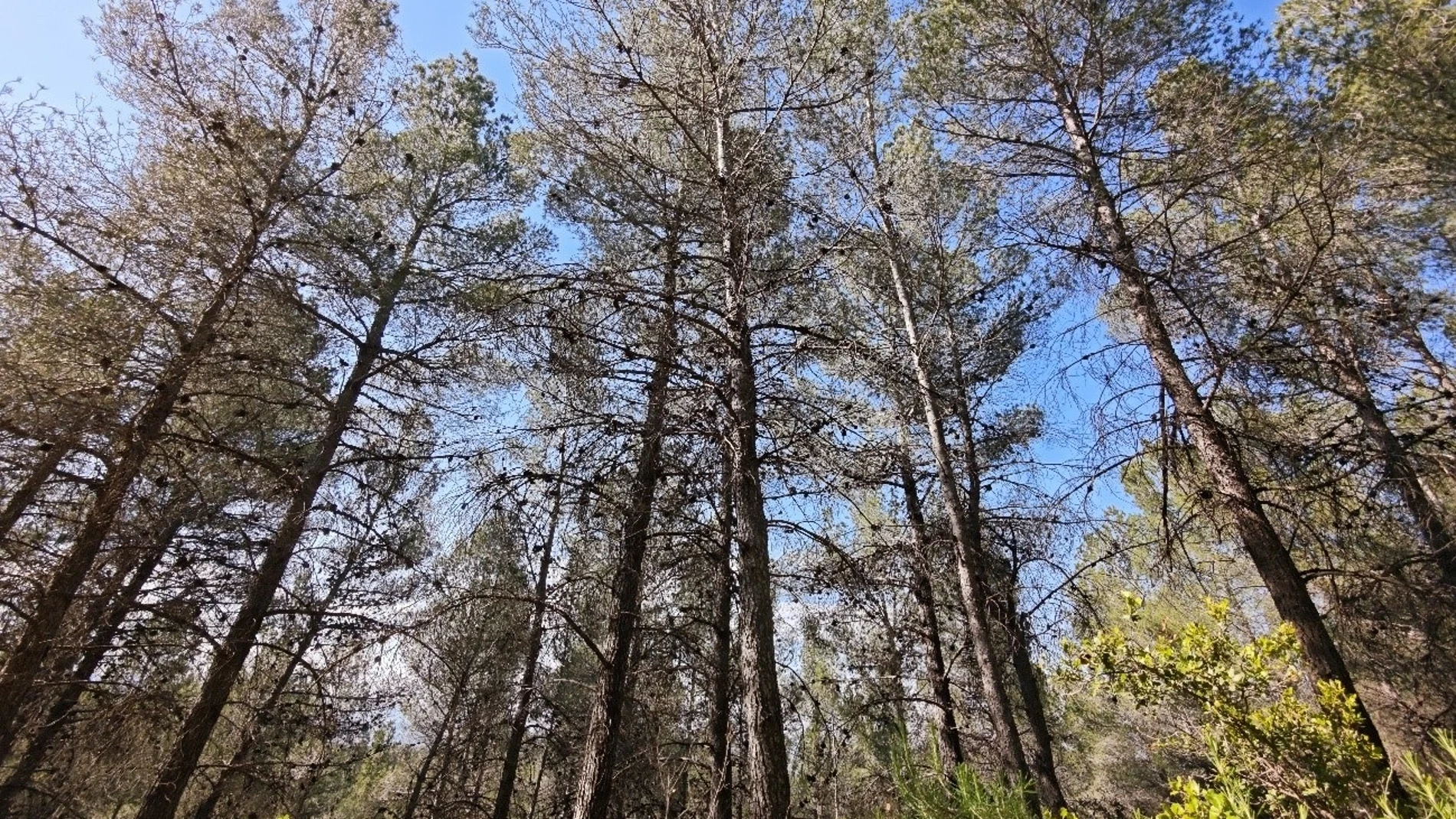 La Comunidad impulsa un proyecto piloto para cuidar mejor los bosques de la Región frente a las sequías