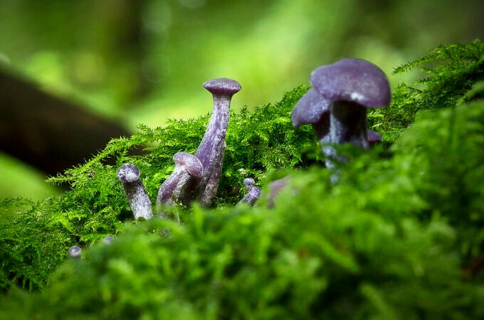 Laccaria amethystina, un hongo que crece en suelos ricos de amoníaco y nitrógeno