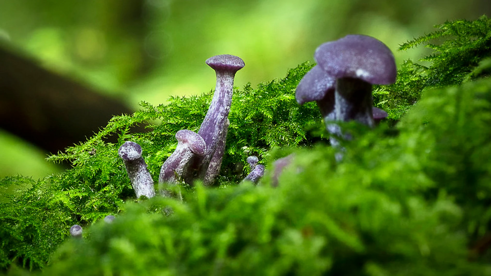 Laccaria amethystina
