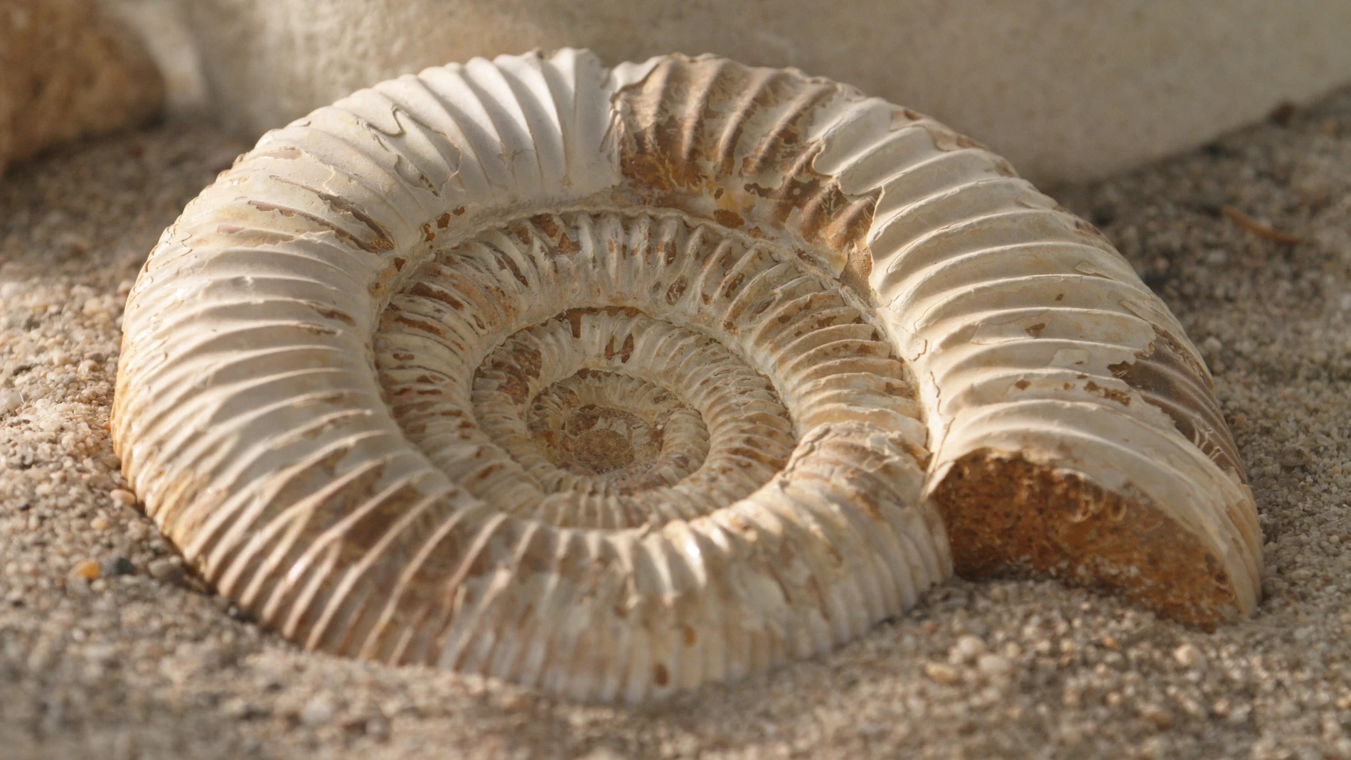 Ammonoidea