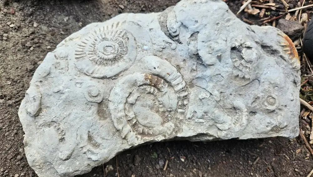 Expertos en paleontología creen que los fósiles son del periodo Jurásico y fueron llevados hasta Derbyshire por humanos
