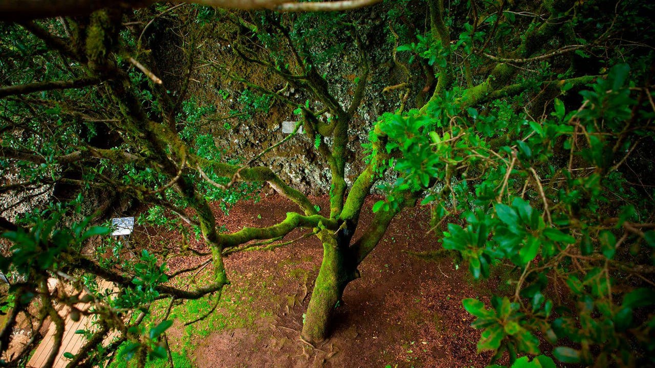 El árbol que “llora” agua: el secreto mejor guardado de España