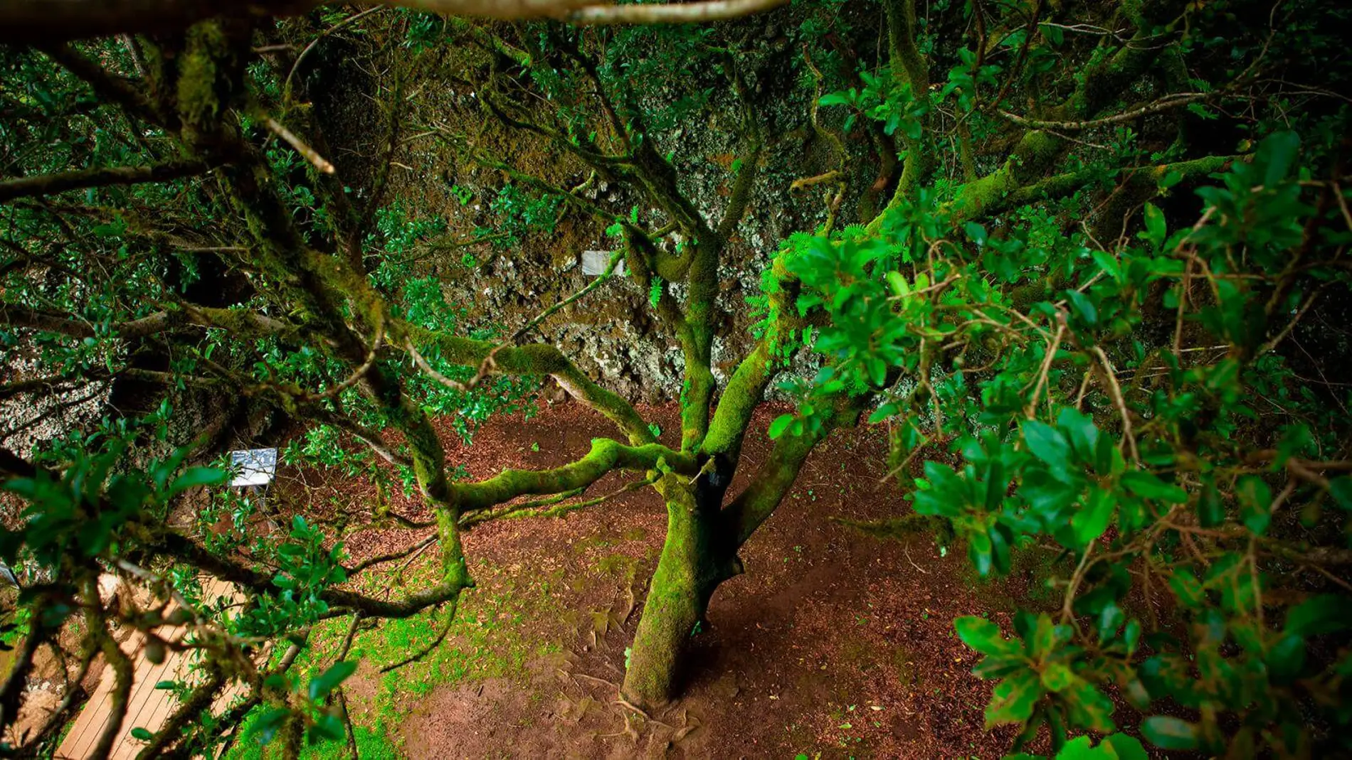 Árbol de Garoé, El Hierro