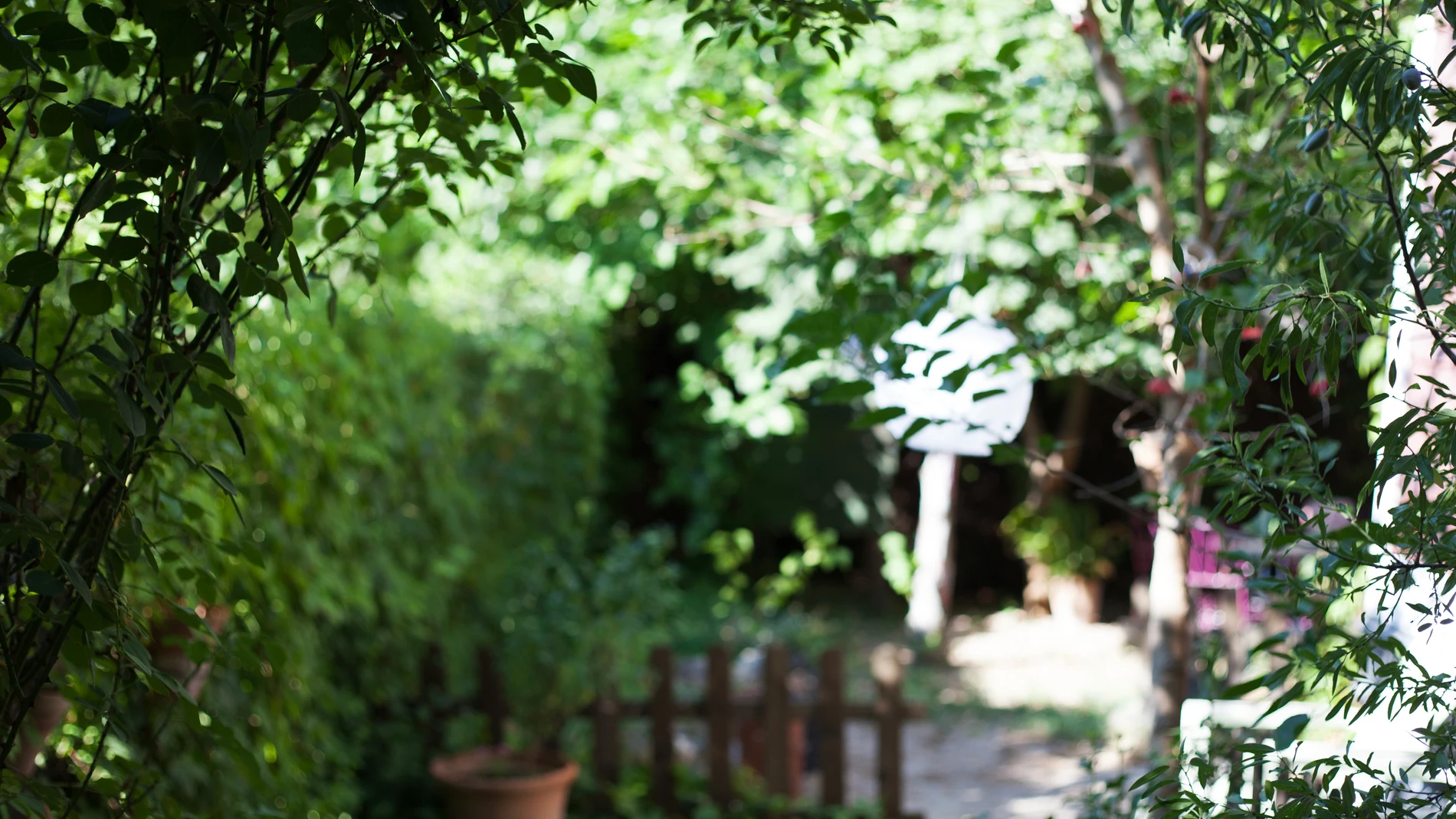 No lo tires: este residuo de la cocina puede salvar tu jardín de las plagas