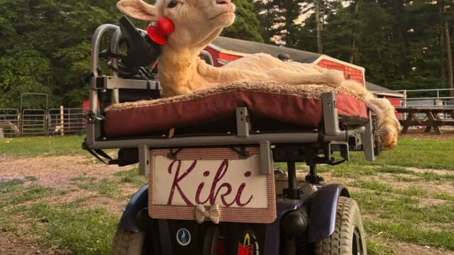 La increíble historia de Kiki: la oveja que aprendió a manejar su propia silla de ruedas