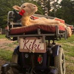 La increíble historia de Kiki: la oveja que aprendió a manejar su propia silla de ruedas