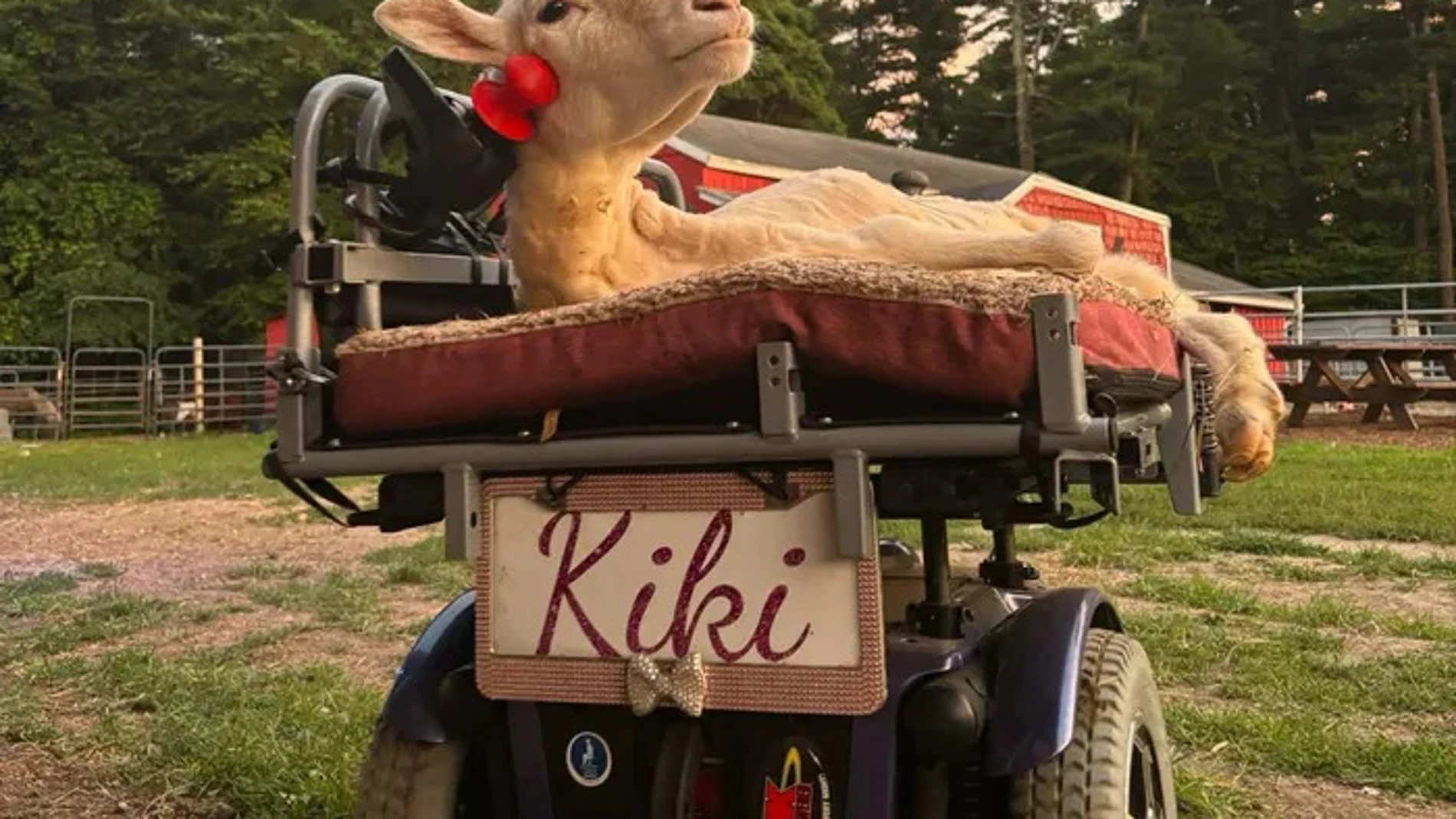 La increíble historia de Kiki: la oveja que aprendió a manejar su propia silla de ruedas