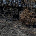 Las llamas han arrasado más de 90.000 hectáreas en Galicia. 