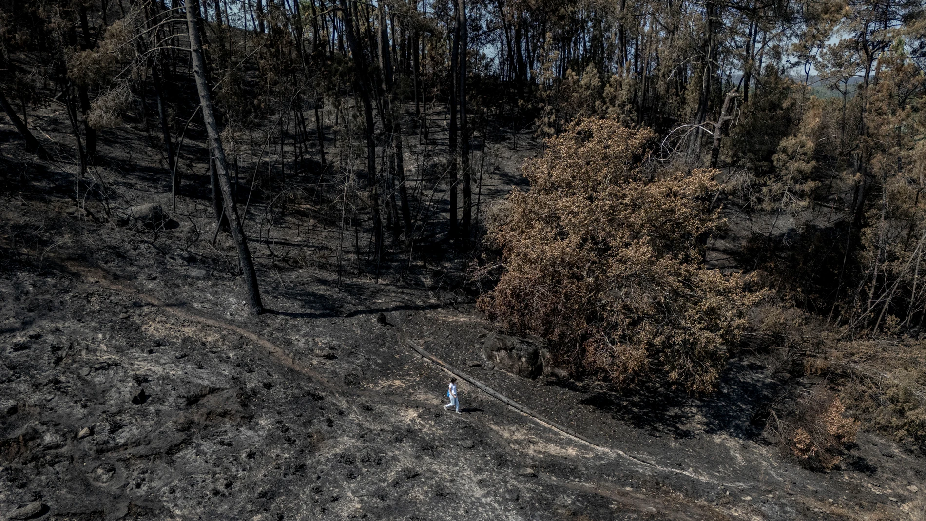BEADE (OURENSE), 24/08/2025.- Las llamas han arrasado aldeas, explotaciones agrícolas y ganaderas y más de 90.000 hectáreas en Galicia, pero también dejan un "desastre ambiental" en la comunidad, donde se han llevado por delante parte de enclaves como Pena Trevinca, los parques naturales de O Invernadeiro y Enciña da Lastra y el bosque Ridimoas. En la imagen, Paula Rodríguez, secretaria de la Asociación Ridimoas, camina por la superficie calcinada por el incendio forestal que afectó a una gra...