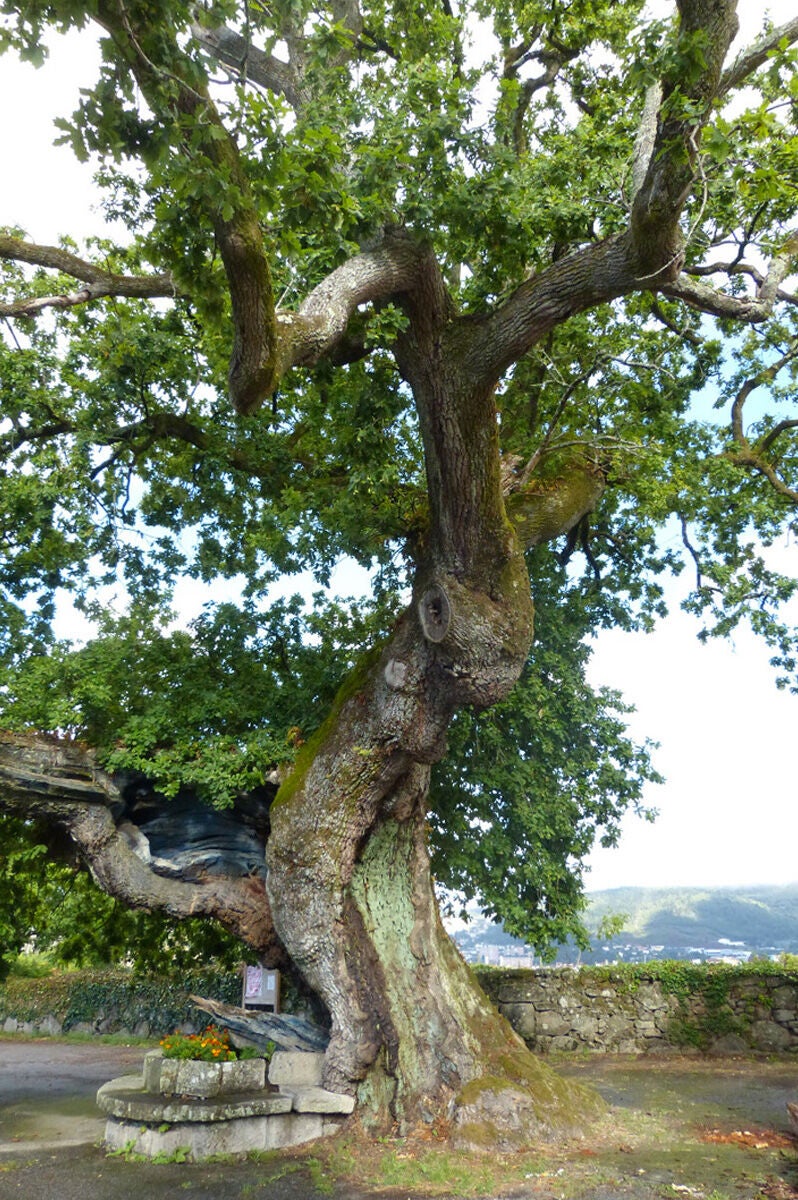Carballo de Santa Margarida.