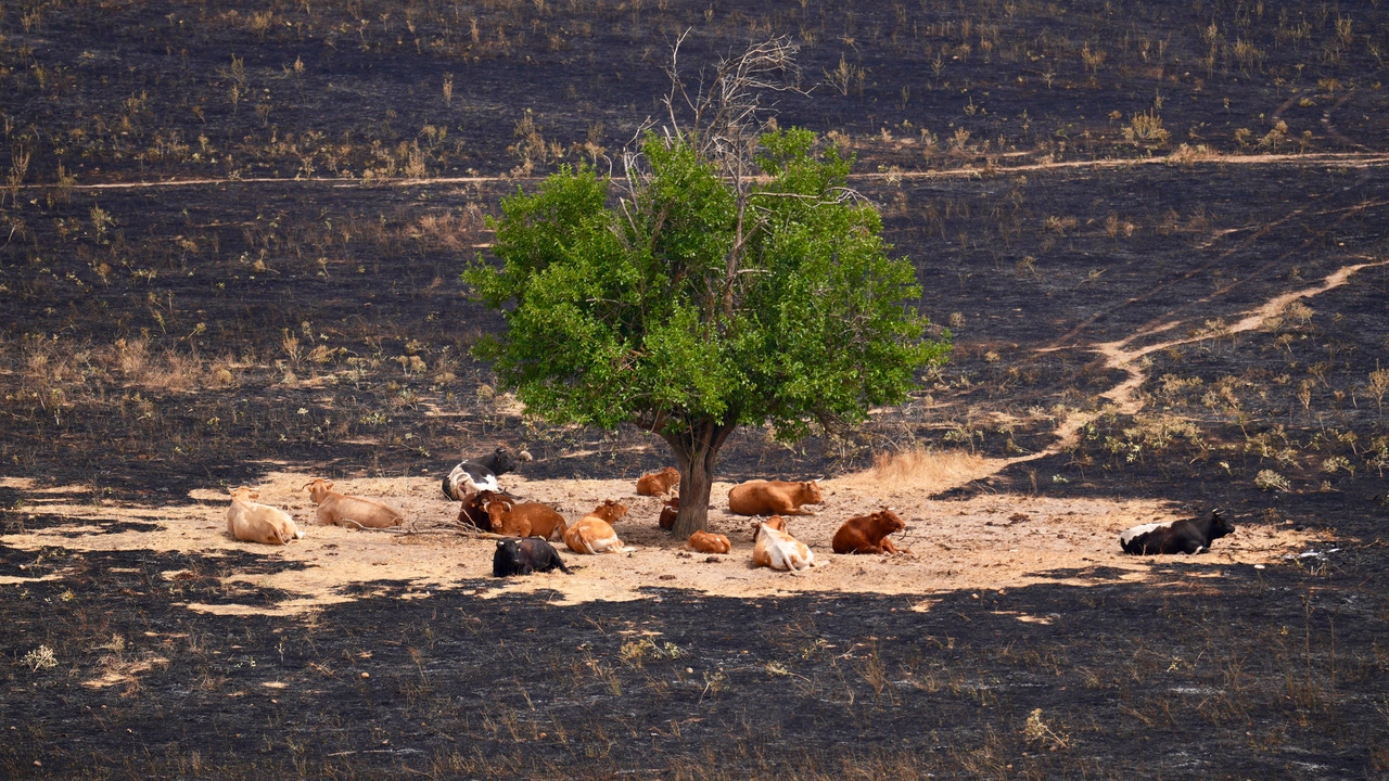 Más de 600 kilos de alimento y 40.000 litros de agua para la fauna de Tres Cantos