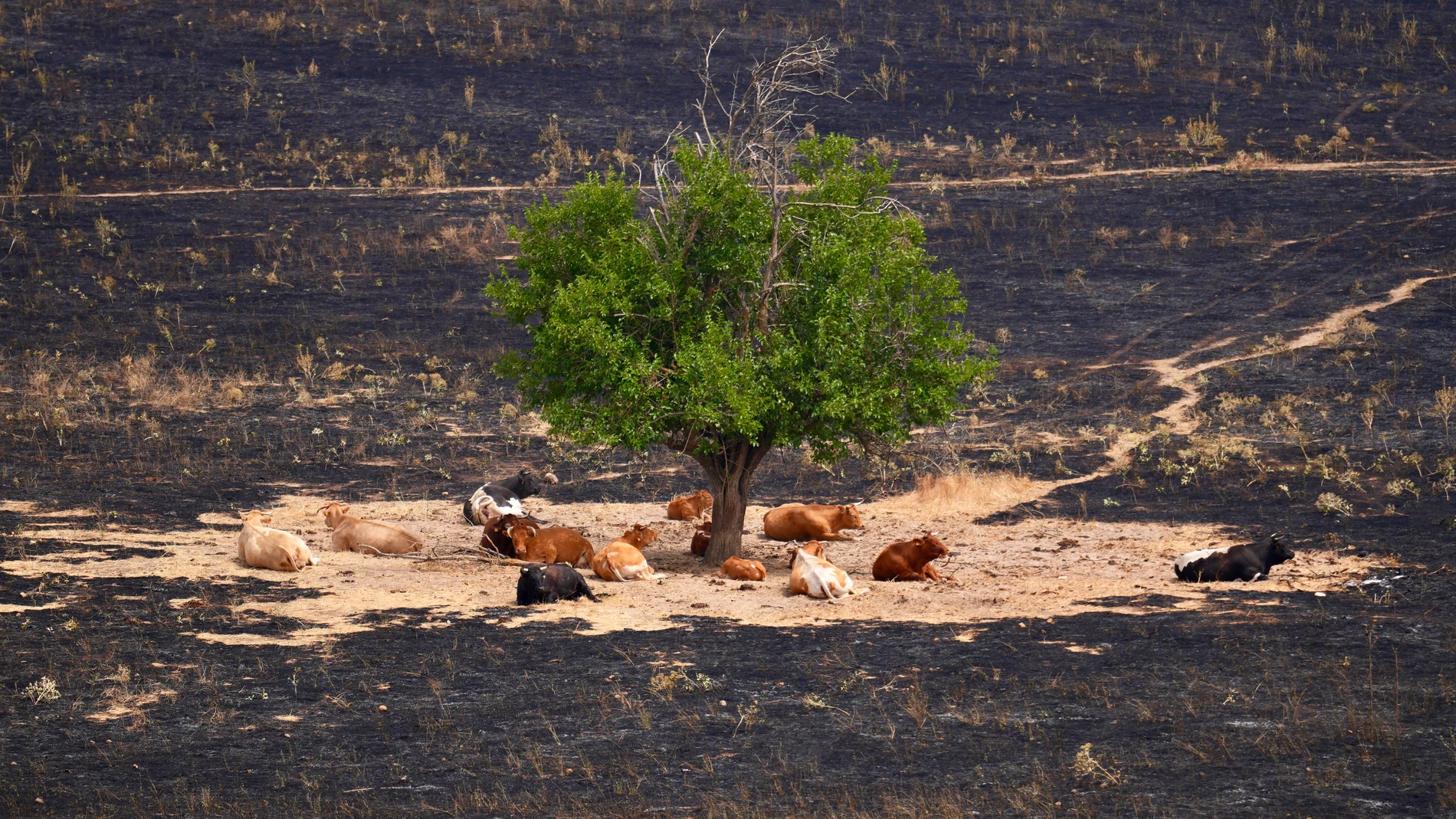 Un grupo de vacas, a salvo por el cortafuegos natural que hicieron al pastar bajo un árbol en Tres Cantos (Madrid), tras un reciente incendio