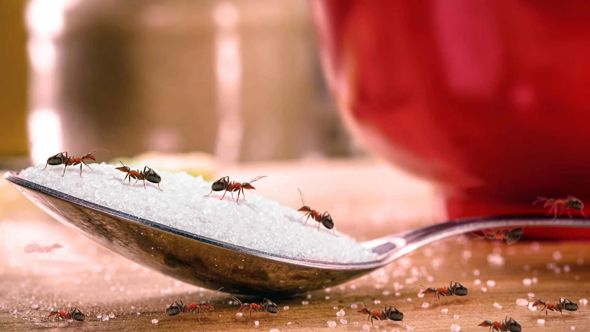 No más moscas, hormigas ni cucarachas: cómo una hoja ahuyenta a los insectos de tu casa en verano