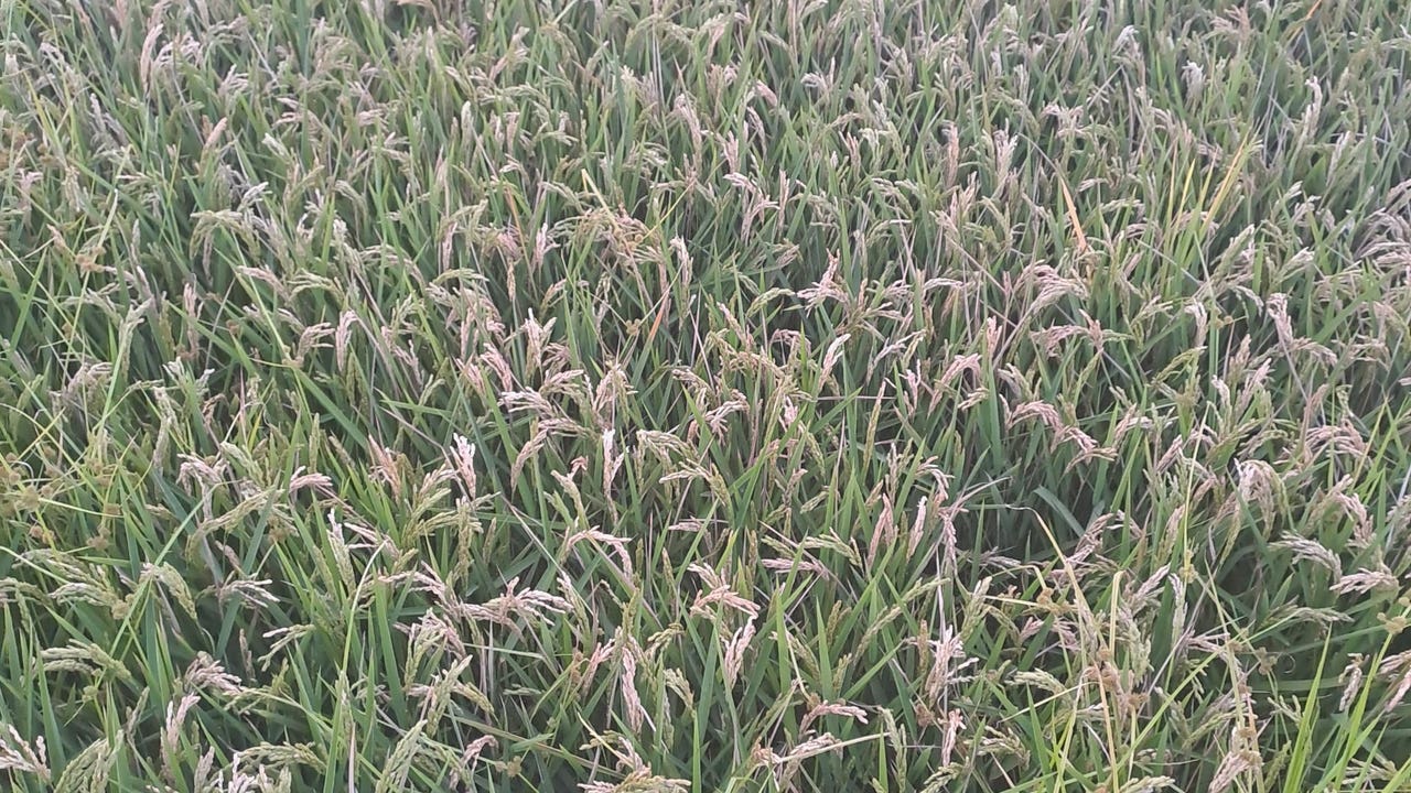 Los cultivadores de arroz valencianos, hartos de las restricciones a fitosanitarios