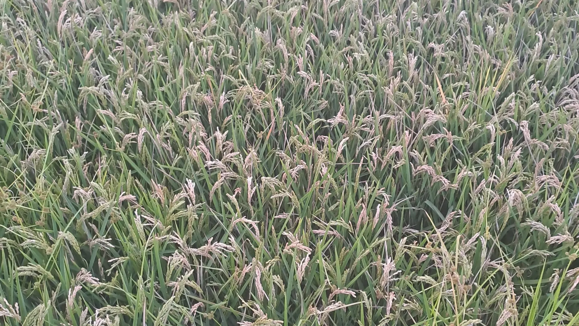 Los cultivadores de arroz valencianos, hartos de las restricciones a fitosanitarios