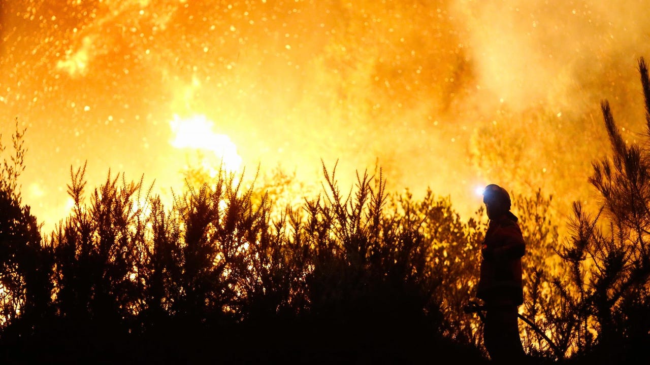 Estas son las plantas que más rápido brotan tras un incendio forestal