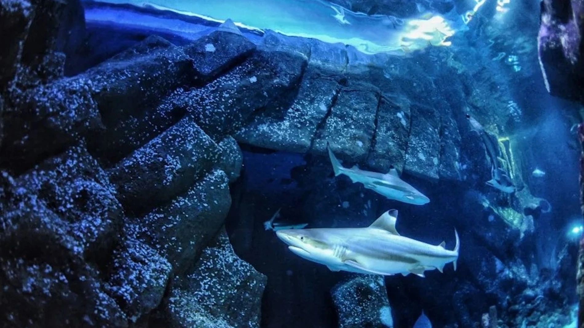 Tiburón de arrecife de puntas negras en Sealife Oberhausen, donde se recolectaron los dientes utilizados en el estudio. REMITIDA / HANDOUT por MAX BAUM Fotografía remitida a medios de comunicación exclusivamente para ilustrar la noticia a la que hace referencia la imagen, y citando la procedencia de la imagen en la firma 27/08/2025