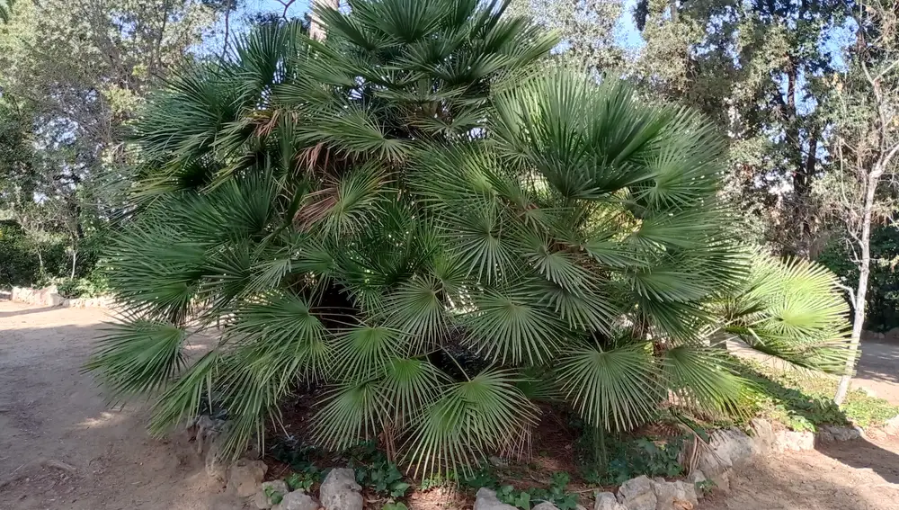 Palmito