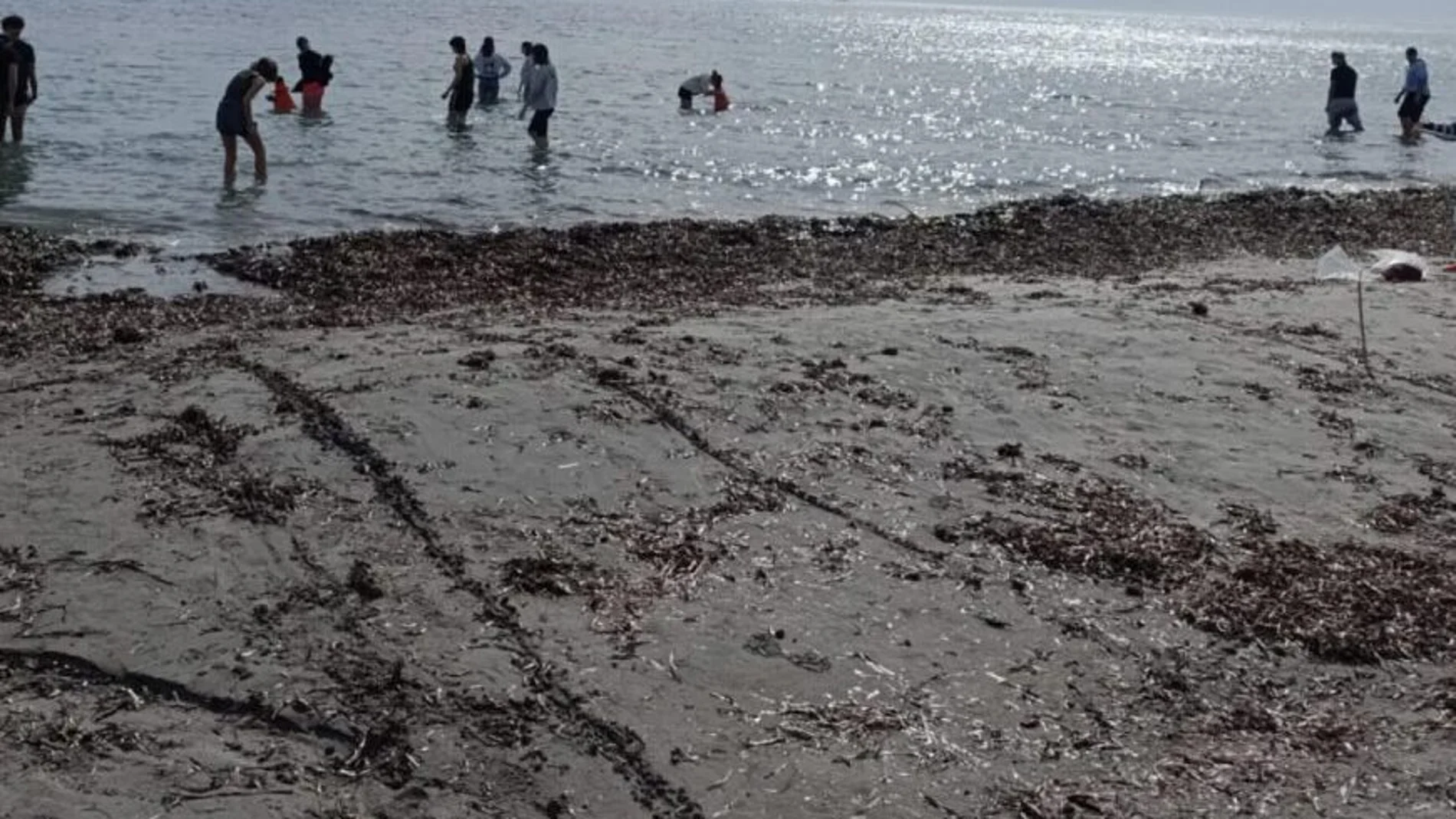 La Generalitat acepta de manera extraordinaria retirar la posidonia en playas naturales